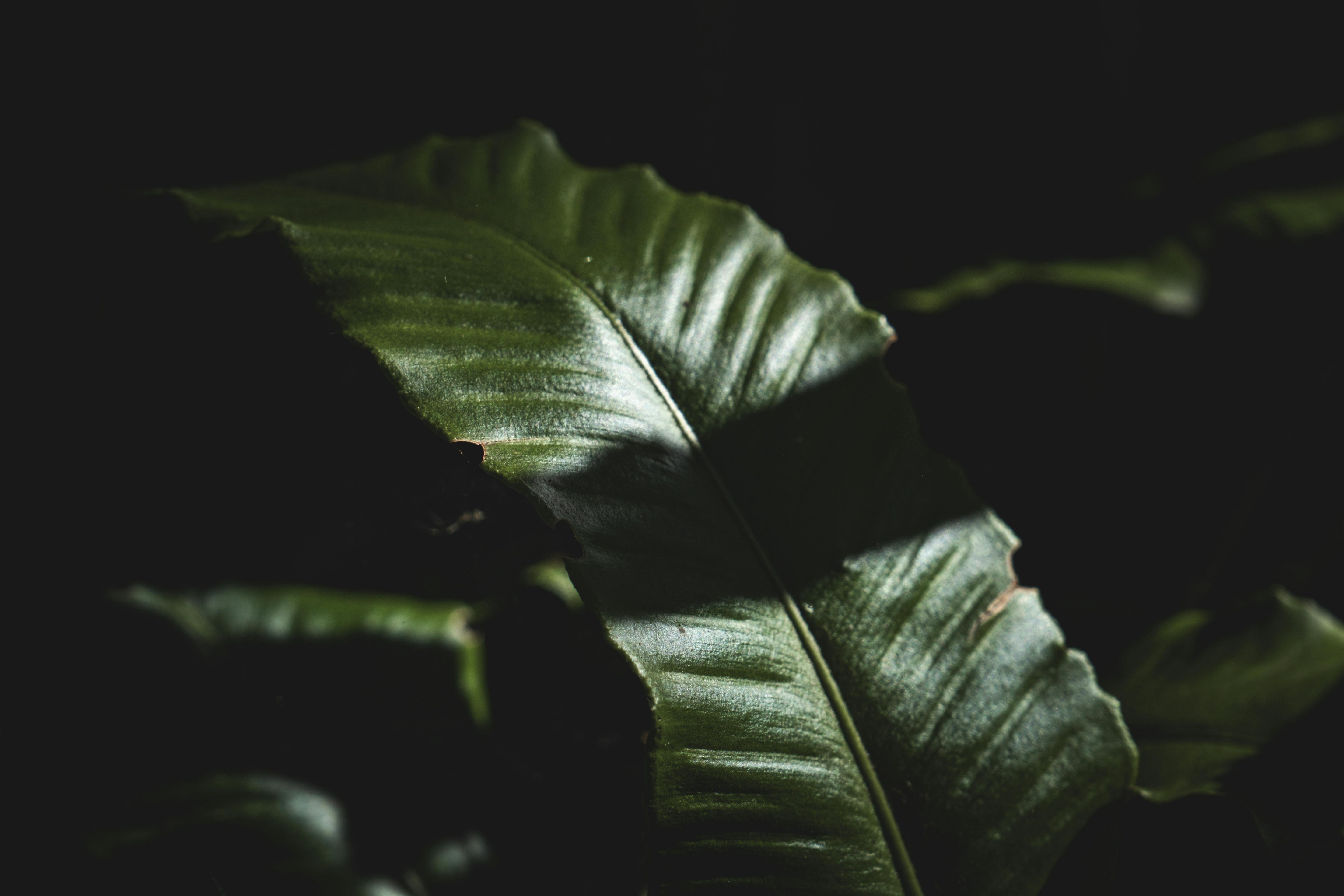 Midday Hydration Reset