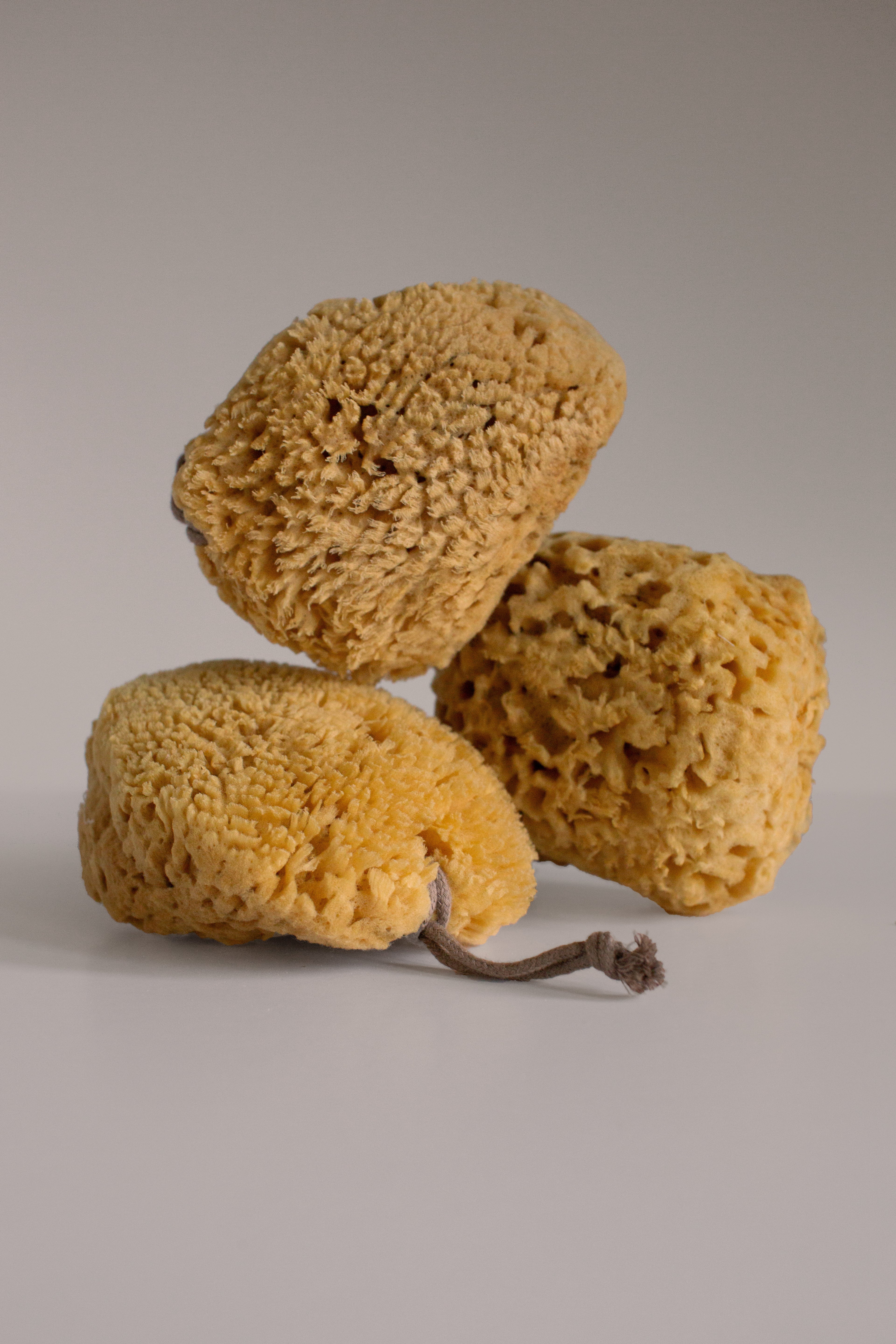 Sea Sponge by Butter & Lye