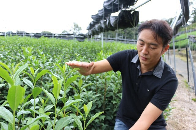 ASAHI MATCHA. Single Cultivar. Smooth and Delicate. by Farm2Me