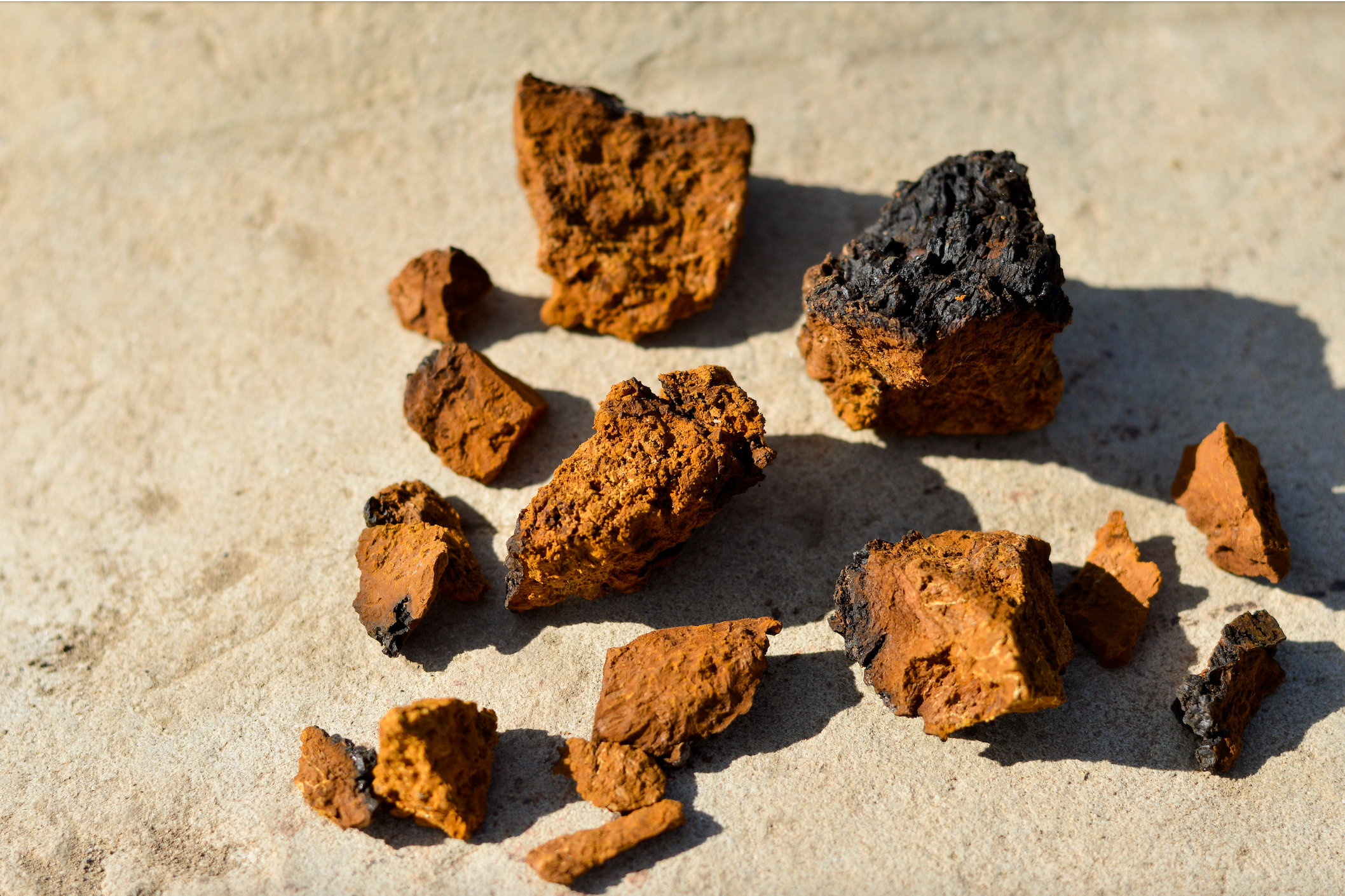 Sustainably Wild Harvested Chaga Mushroom Tea