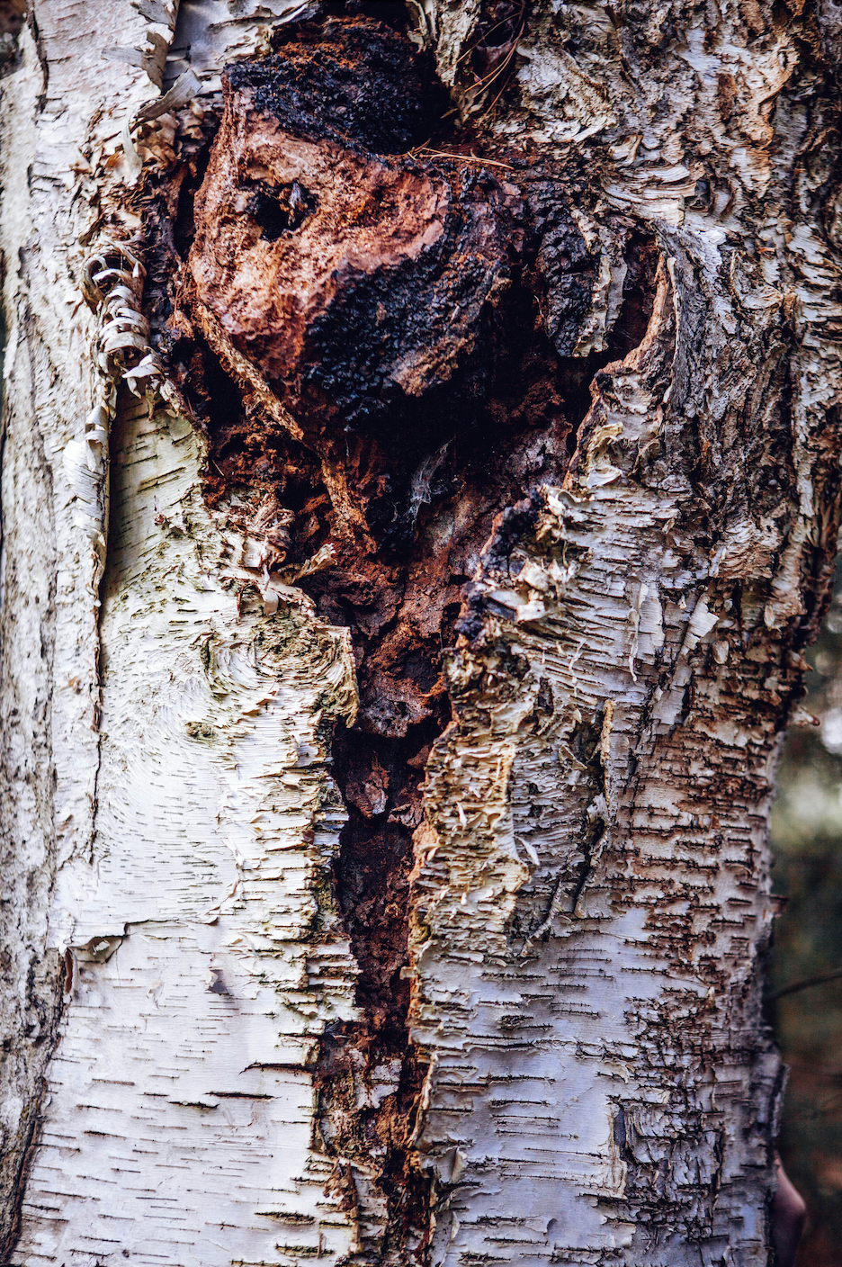 Sustainably Wild Harvested Chaga Mushroom Tea