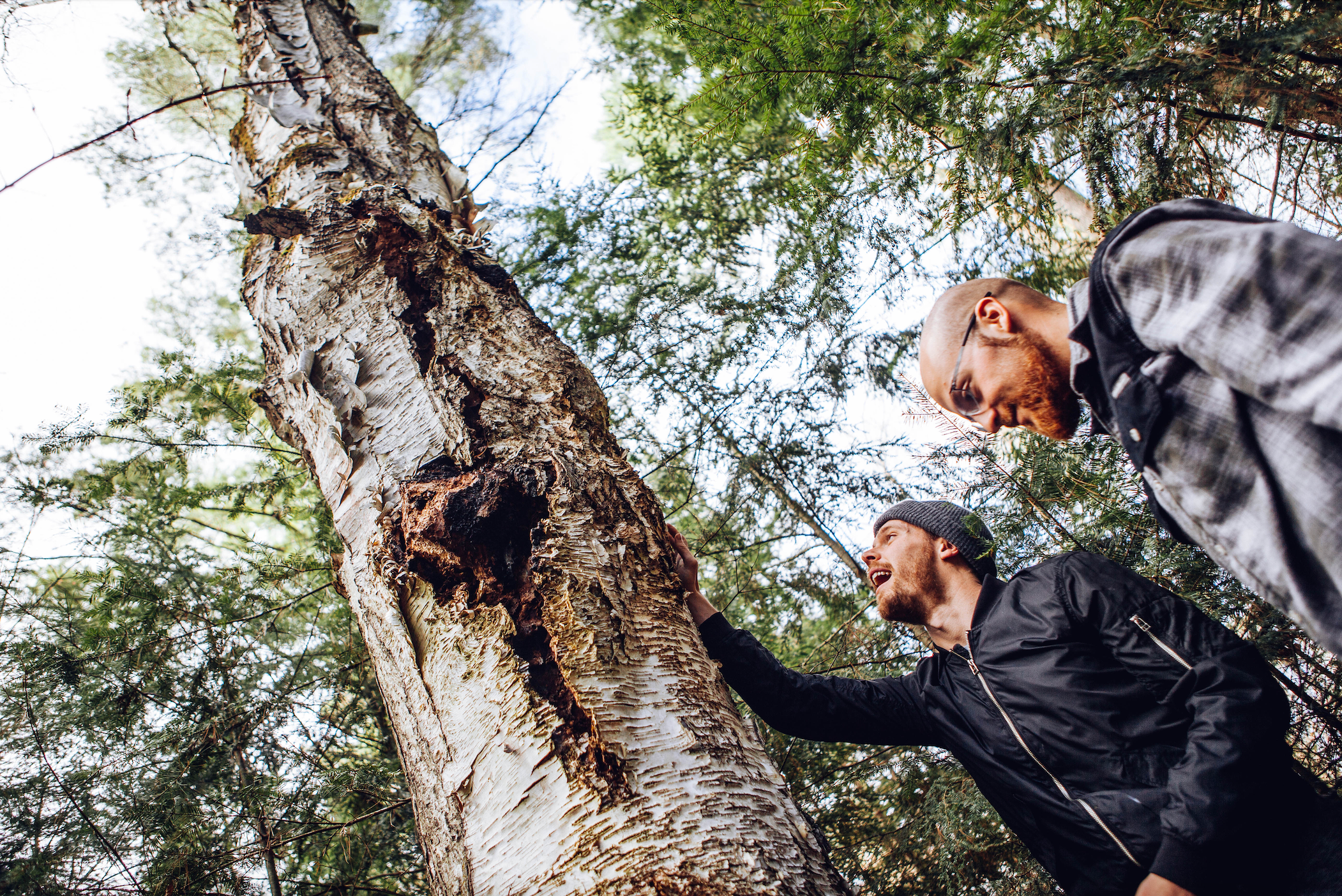 Sustainably Wild Harvested Chaga Mushroom Tea