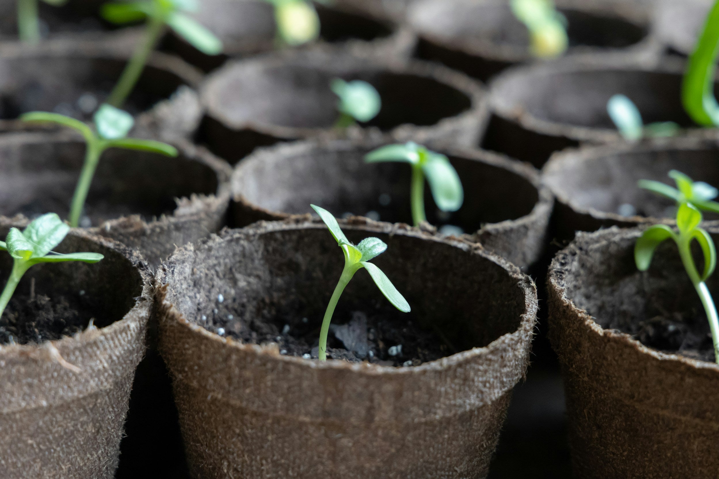 Seedlings growing